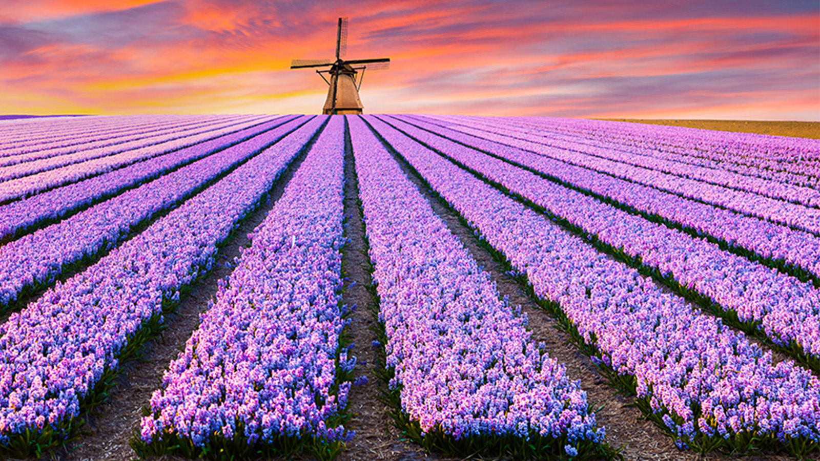 Veckans resa: Holland med blomstert�get